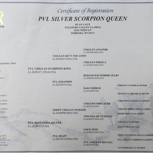 PVL Scorpion Queen